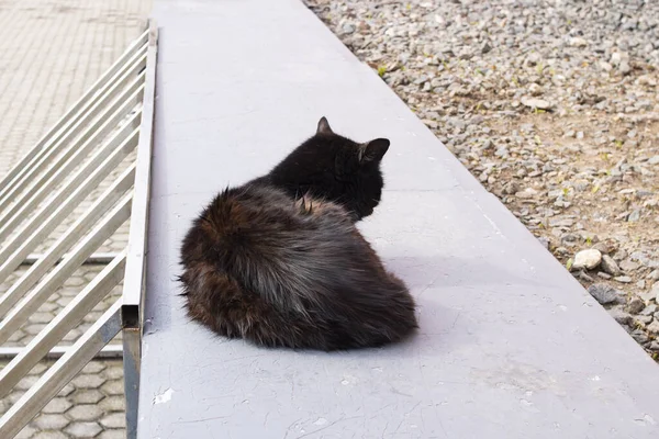Чорний Бродячий Кіт Лежить Вулиці Крупним Планом — стокове фото