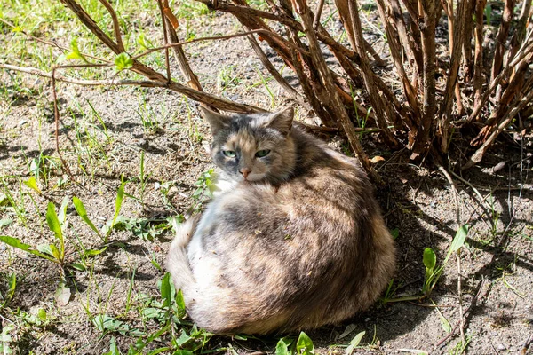 Gray Stray Cat Sleeping Bush Close — Stock Photo, Image