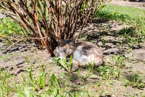 Cinza Gato Vadio Dormindo Sob Arbusto Perto — Fotografia de Stock