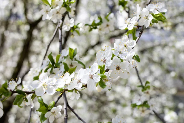 Fleurs Cerisier Blanc Sur Une Branche Gros Plan — Photo