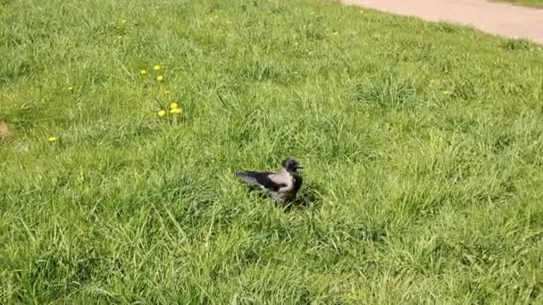 Corvo Procura Comida Grama Verde — Vídeo de Stock