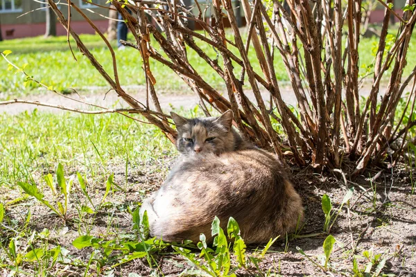 Gatto Randagio Grigio Che Dorme Sotto Cespuglio Vicino — Foto Stock