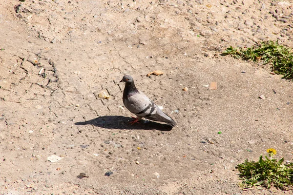 灰鸽走在沥青路面上 靠得很近 — 图库照片