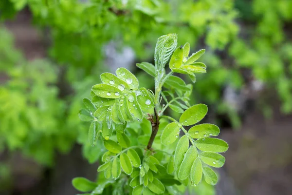 Hojas de planta verde con gotas de rocío de cerca —  Fotos de Stock