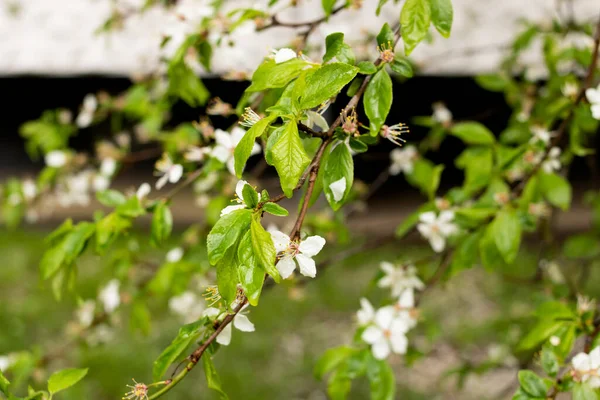 Feuilles Vertes Fleurs Cerisier Avec Gouttes Rosée Gros Plan — Photo