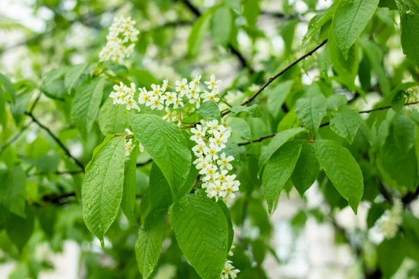 Fleurs Cerisier Blanc Feuilles Vertes Rapprochées — Photo