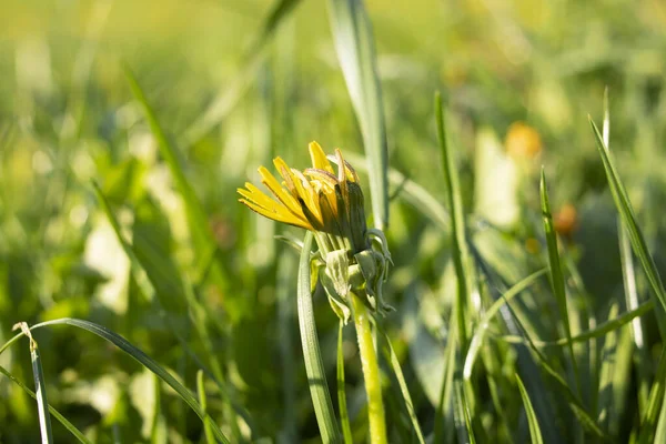 Amarelo Flores Dente Leão Luz Sol Perto Grama — Fotografia de Stock