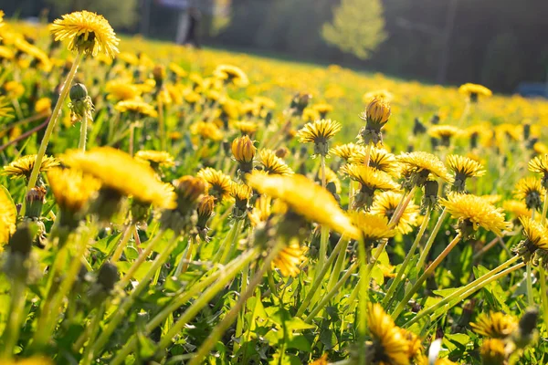 Yellow Dandelion Field Sunlight Close Macrophotography — Stock Photo, Image