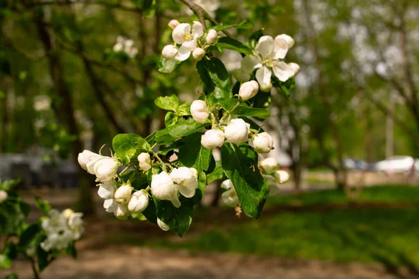 Bourgeons Fleur Pomme Rose Plein Soleil Gros Plan — Photo