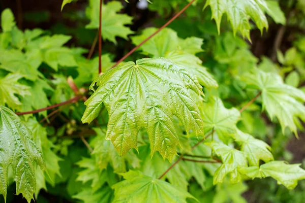 Hojas Arce Verde Rama Árbol Cerca — Foto de Stock