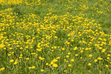 Güneş ışığında sarı karahindiba tarlası. Yaklaş, makrofotoğrafçılık.