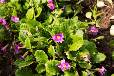 Yeşil yaprakların arasında küçük menekşe çiçekleri kapanıyor