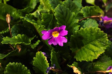 Yeşil yaprakların arasında küçük menekşe çiçekleri kapanıyor
