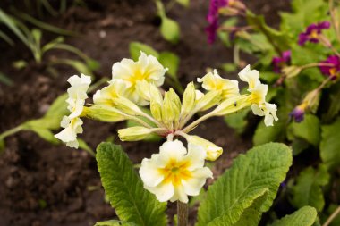 Yeşil yaprakların arasında küçük beyaz çiçekler.