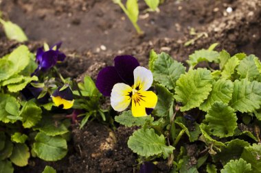 Yeşil yaprakların arasında küçük menekşe çiçekleri kapanıyor