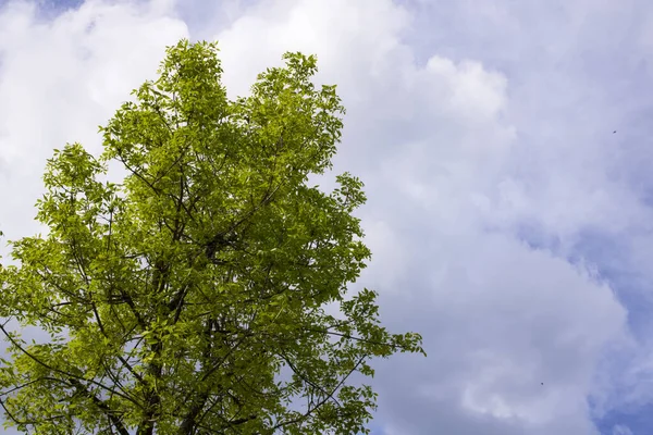 Blå Himmel Bakgrund Med Moln Solljus Och Träd — Stockfoto
