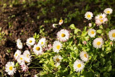 Yeşil yaprakların arasında küçük papatya çiçekleri