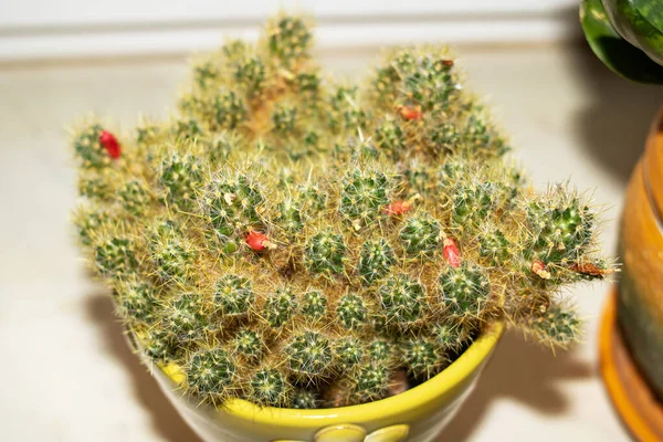 Cactus Red Fruits Pot Close — Stock Photo, Image