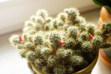 Kavanozda kırmızı meyveli kaktüs