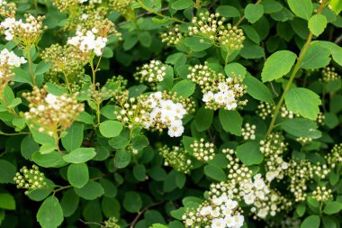 Yeşil yaprakların arasında küçük beyaz çiçekler