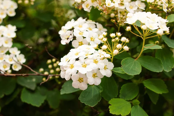 Las pequeñas flores blancas entre las hojas verdes sobre el arbusto —  Fotos de Stock