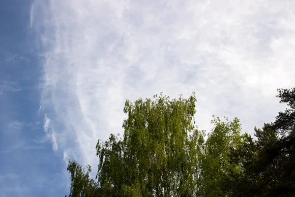 Nuvole Illuminate Dal Sole Nel Cielo Alberi Bella Natura — Foto Stock