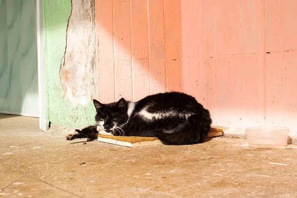 Gatto Zenzero Sul Marciapiede Tramonto Vicino — Foto Stock