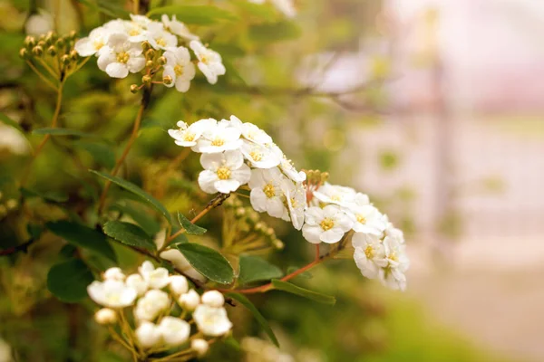 Las Pequeñas Flores Blancas Entre Las Hojas Verdes Arbusto Cerca —  Fotos de Stock