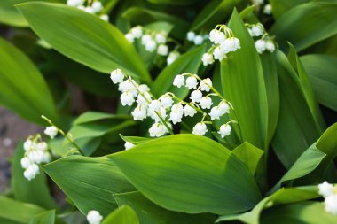 Vadi çiçekleri, yeşil yaprakların arasında yakın.