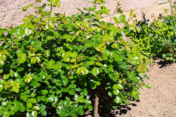 Rozenstruik Zonder Bloemen Met Groene Bladeren Close — Stockfoto