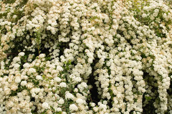 Buisson Luxuriant Avec Petites Fleurs Blanches Gros Plan — Photo