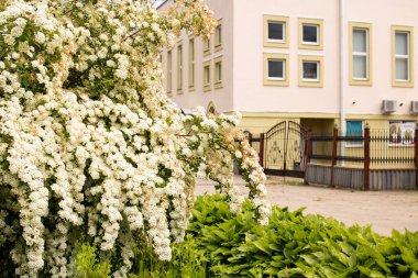 Küçük beyaz çiçekli yemyeşil çalılar.