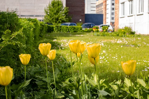 Gula Tulpaner Grönt Gräs Nära Håll Sommaren — Stockfoto