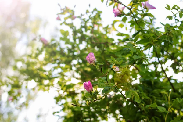 粉红的菊花 绿叶密闭 — 图库照片
