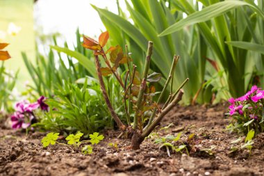 Çiçek tarlasında gül fidanı. Yaklaş.