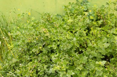 Çalı dallarında yeşil bektaşi üzümleri. Kapatın, bahar vakti.