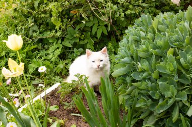 Yeşil yaprakların ve çiçeklerin arasındaki beyaz kedi yavrusu