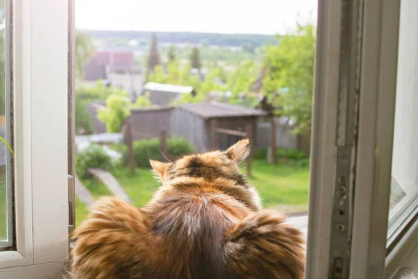 Ginger Cat Lže Dívá Okna Zblízka — Stock fotografie