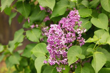 Yeşil yaprakların arasında mor leylak dalı