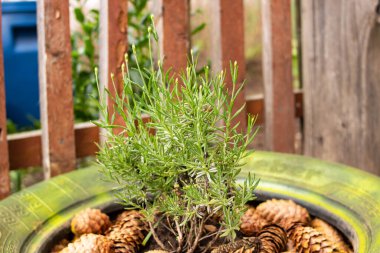 Çiçek tarlasında yeşil yapraklı lavanta tohumu