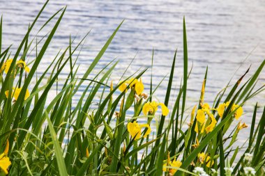 Nehrin arka planında sarı çiçekler.