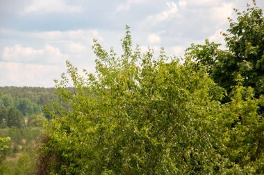 Mavi gökyüzü arkaplanındaki yeşil ağaç dalları