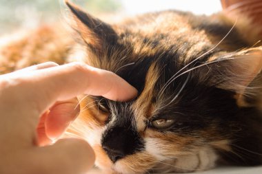 Güneş ışığında kızıl kedinin portresi. Yaklaş.