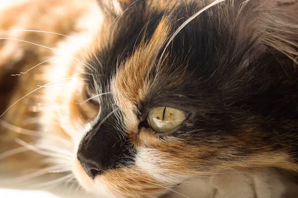 Portret Van Gember Kat Het Zonlicht Close — Stockfoto