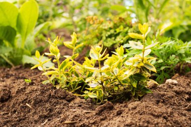 İlkbaharda çiçeksiz Astrantia yeşili çalılık kapat