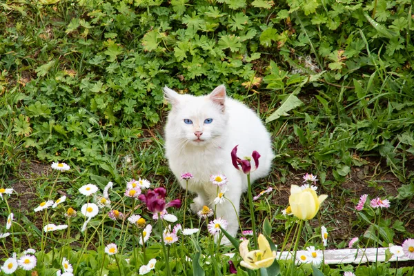 Bílé Kotě Mezi Zelenými Listy Květy Zblízka — Stock fotografie