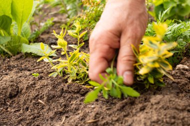 İlkbaharda el pençe divan yeşil çalılar yakın.