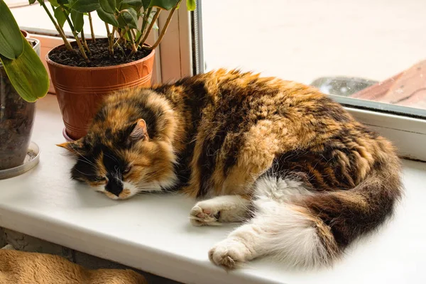 Zázvorová Kočka Spí Parapetu Mezi Květinami Zblízka — Stock fotografie