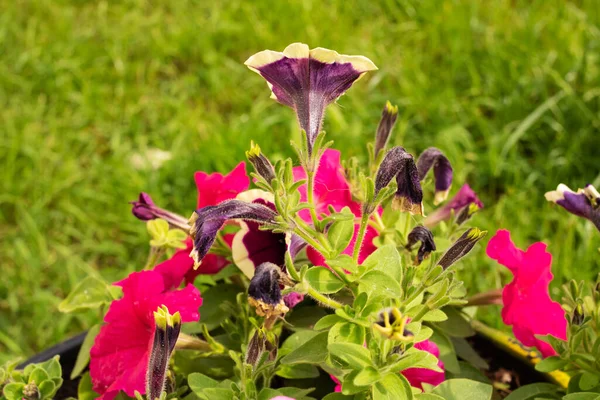 Lila Petunia Blommor Blomma Säng Nära Håll — Stockfoto