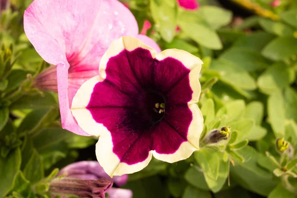 Lila Petunia Blommor Blomma Säng Nära Håll — Stockfoto